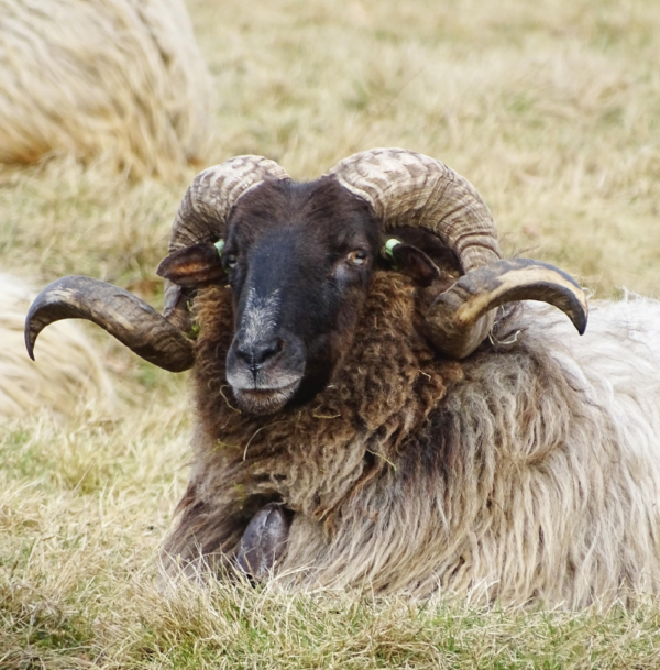 Drents heideschaap Belhamel