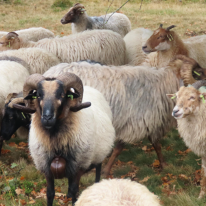 Drents heideschaap_kudde