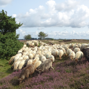 Drents heideschaap kudde