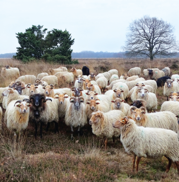 Drents heideschaap_kudde in wintervacht