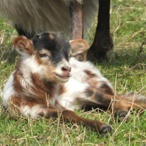 Drents heideschaap_lam