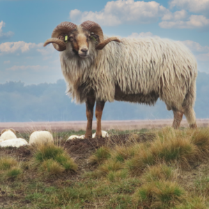 Drents heideschaap_ram